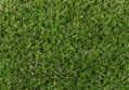 Travní koberec STAR LAWN CASTOR